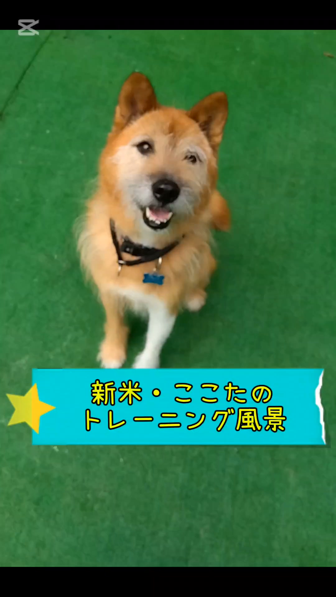 大木トオル / 一般財団法人 国際セラピードッグ協会 | Chuo-ku Tokyo
