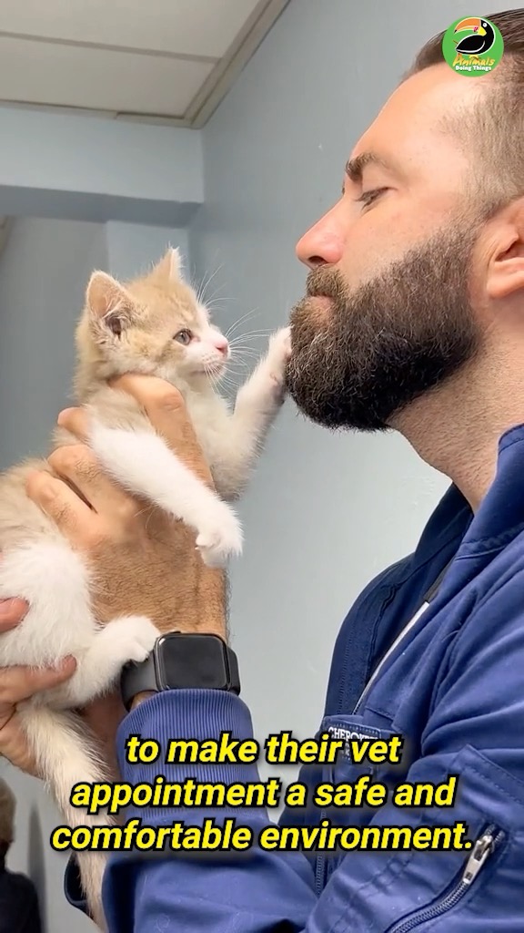 Dr Tom Tuesday! Today is kitty edition! 🤩😸🥰 | Animals Doing Things ...