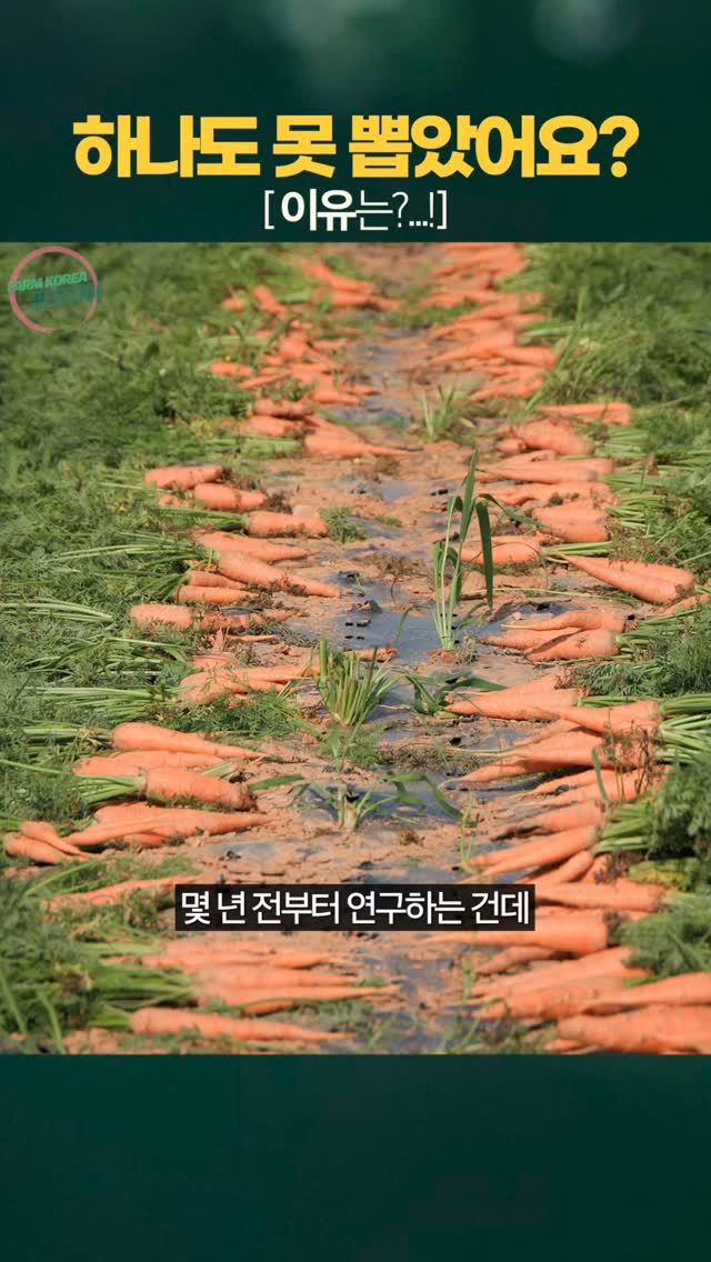 이 정도 비 오면 다 썩어요 | farmkorea | Facebook