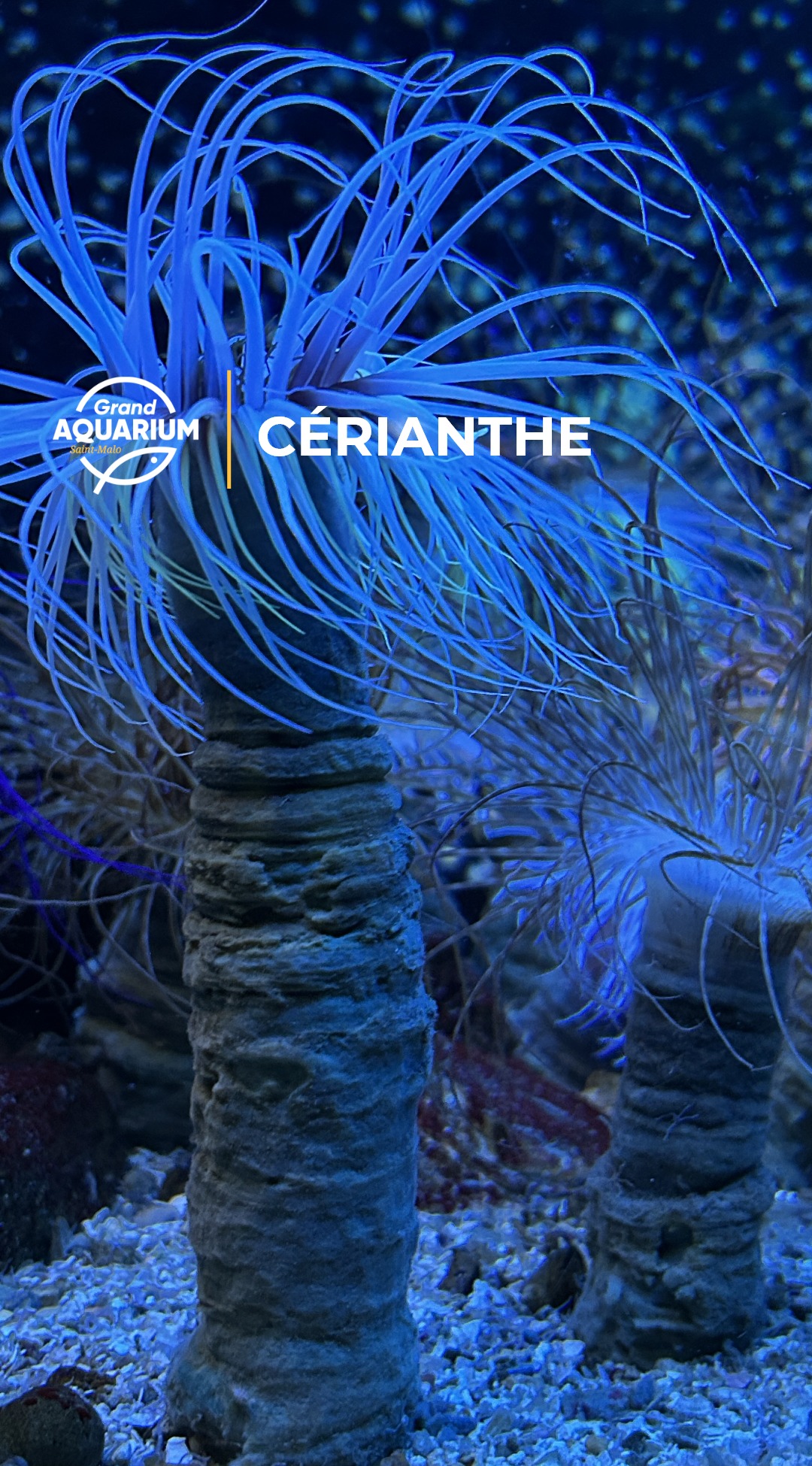 💧Le saviez-vous ? Les cérianthes sont visibles dans notre salle de la ...