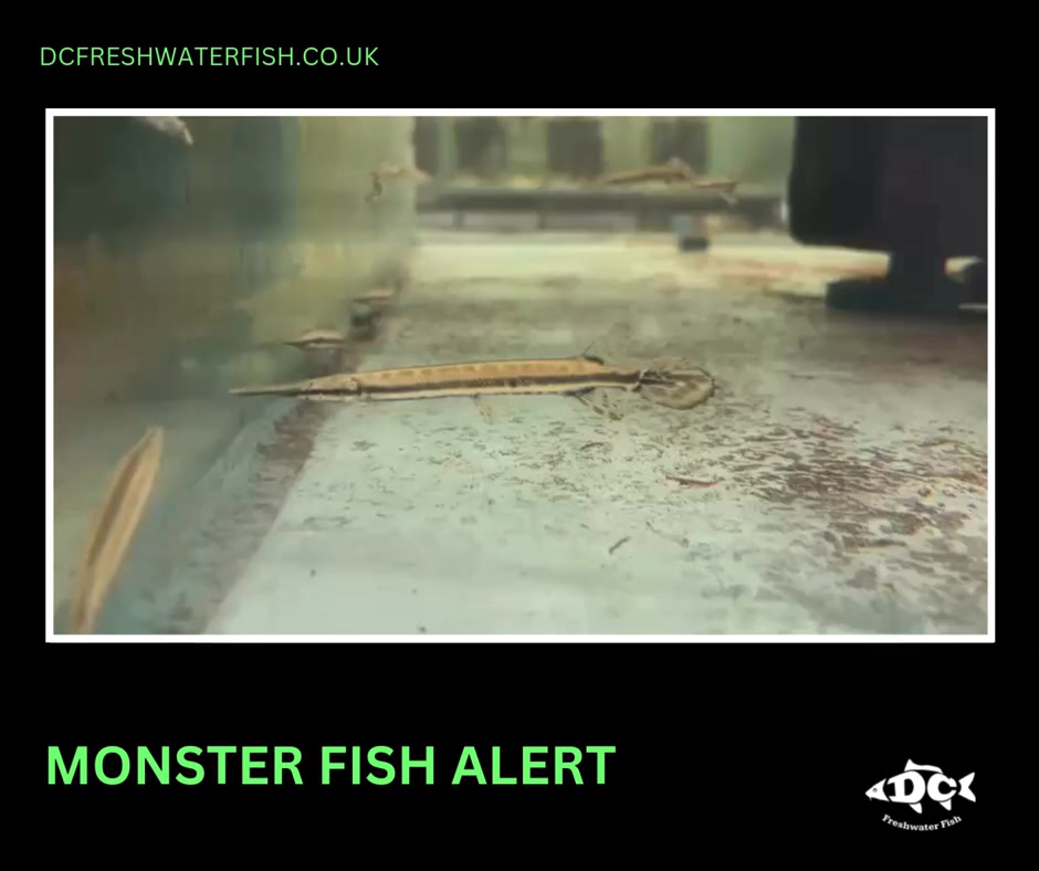🚨 Monster fish alert 🚨 Meet the... - DC Freshwater Fish | Facebook
