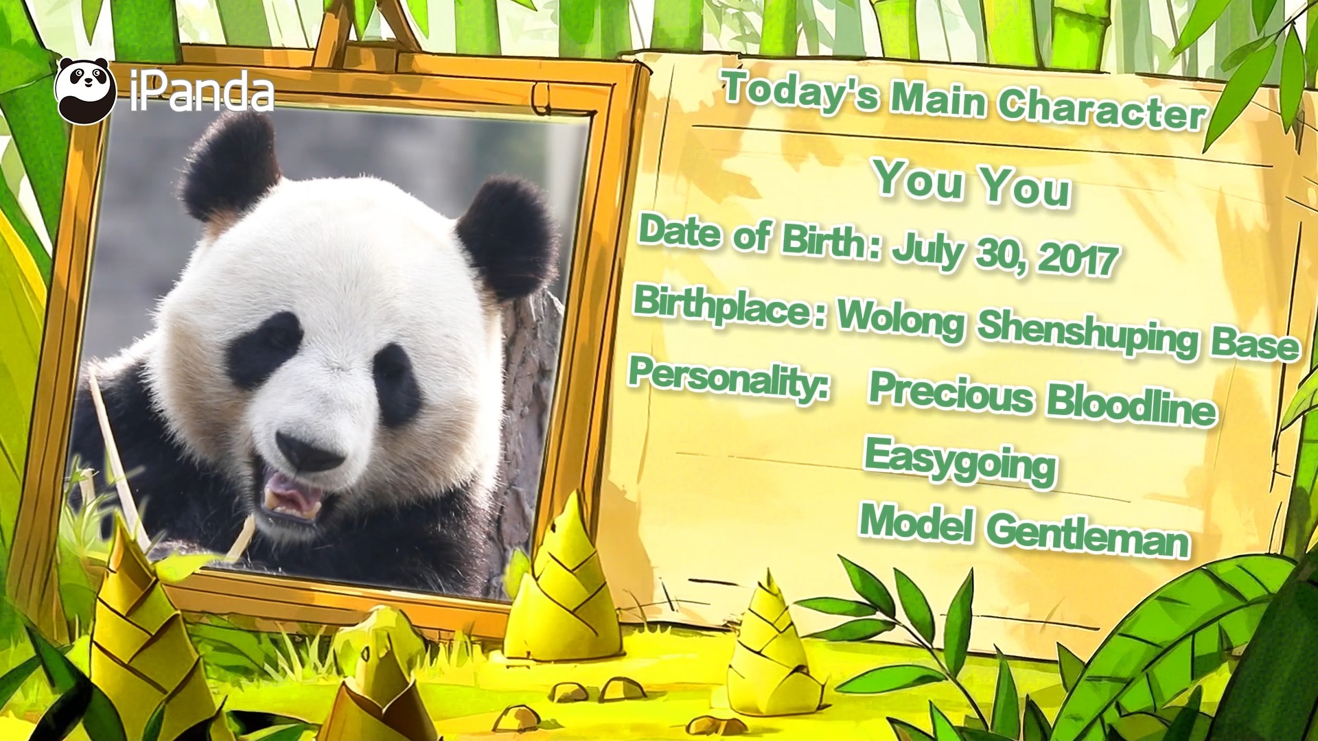 Giant panda You You is the youngest cub of wild-rescued giant