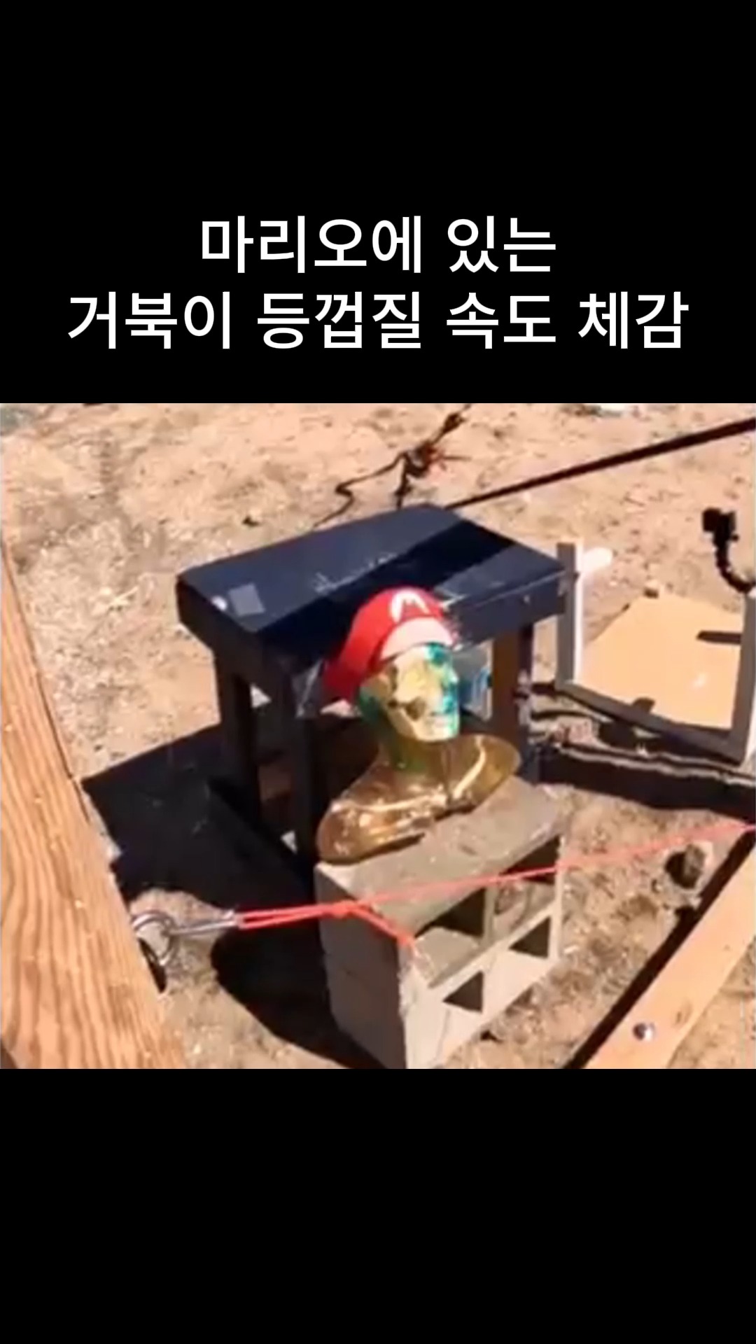 계속 보게 되는 장난감 ㅋㅋ #장난감 #누워서 #잠들기전 #잠 #보게되는 #짤 #웃긴짤 | 류영석