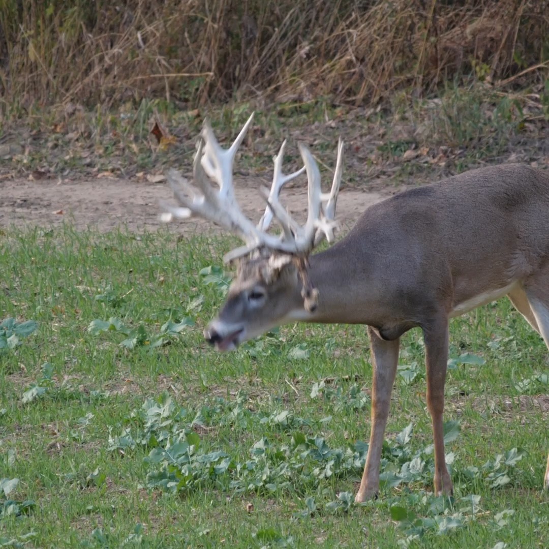 When that big non typical whitetail 🦌🦌 steps into the field 🌱🍀. This ...