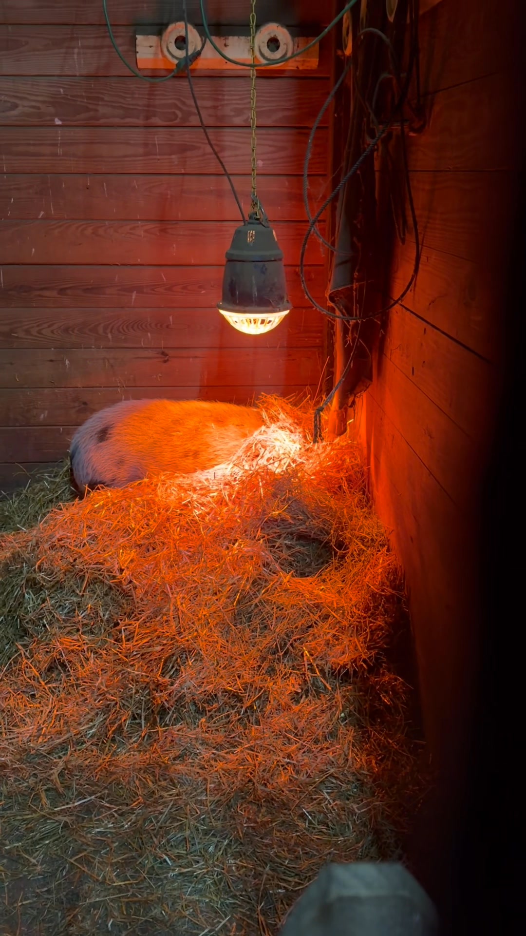 During these bitter cold days and nights, our barn animals are tucked ...