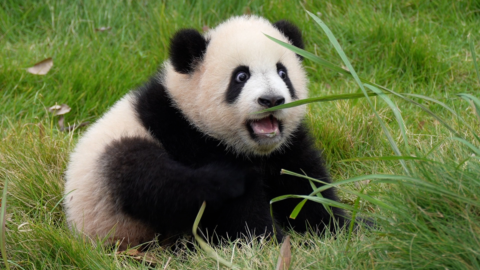 Don't blink. Panda's saying hi. Cuteness overload warning! #panda