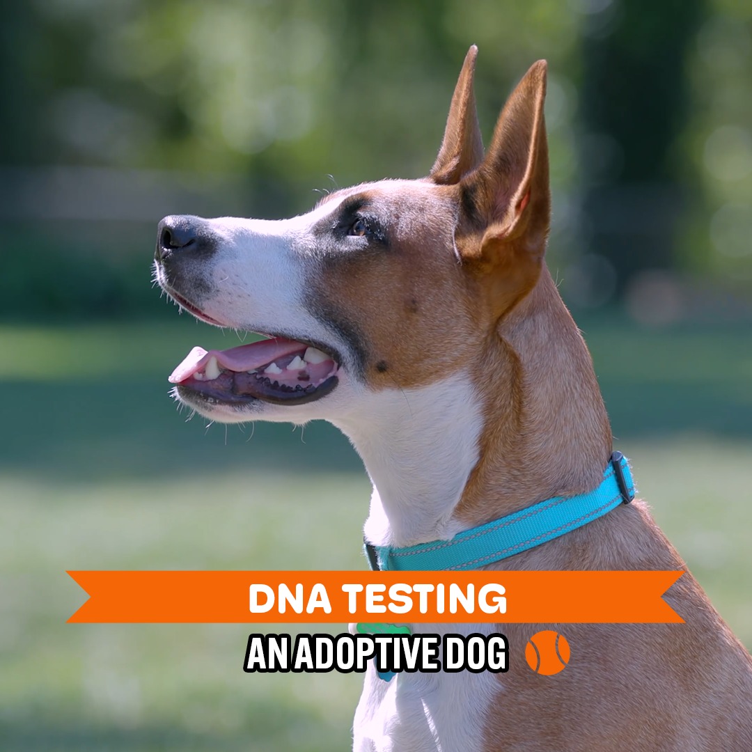 DNA Testing A Rescued Dog *Results Revealed* | Dogumentary TV | Facebook
