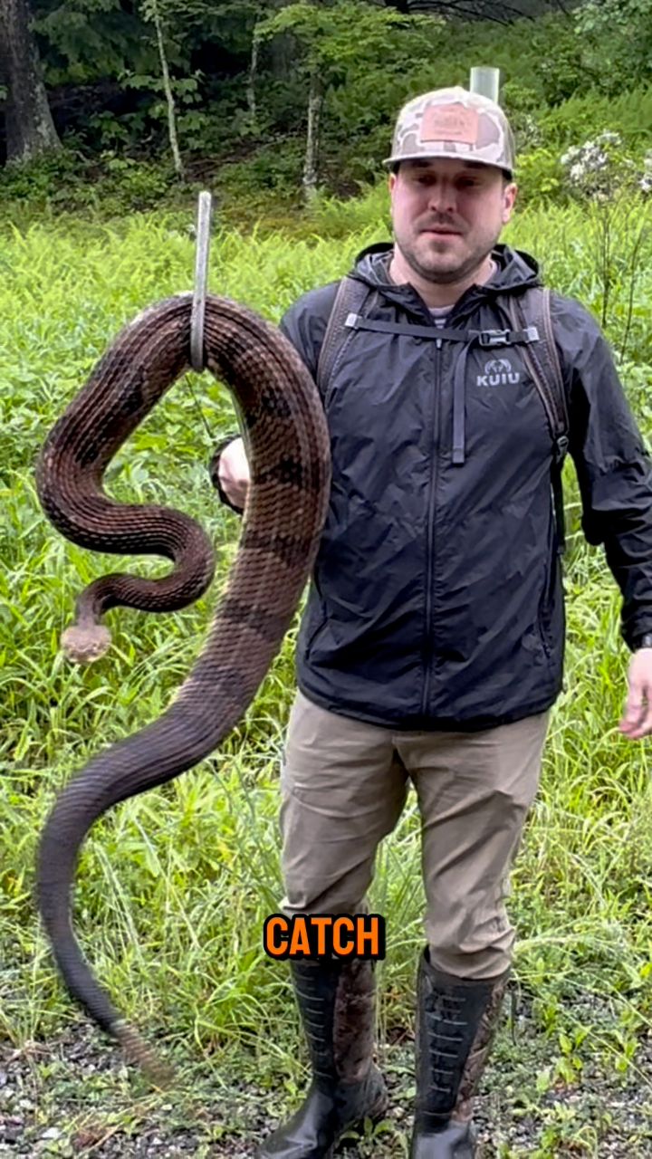 We spend months every year searching for Rattlesnakes. This page is ...