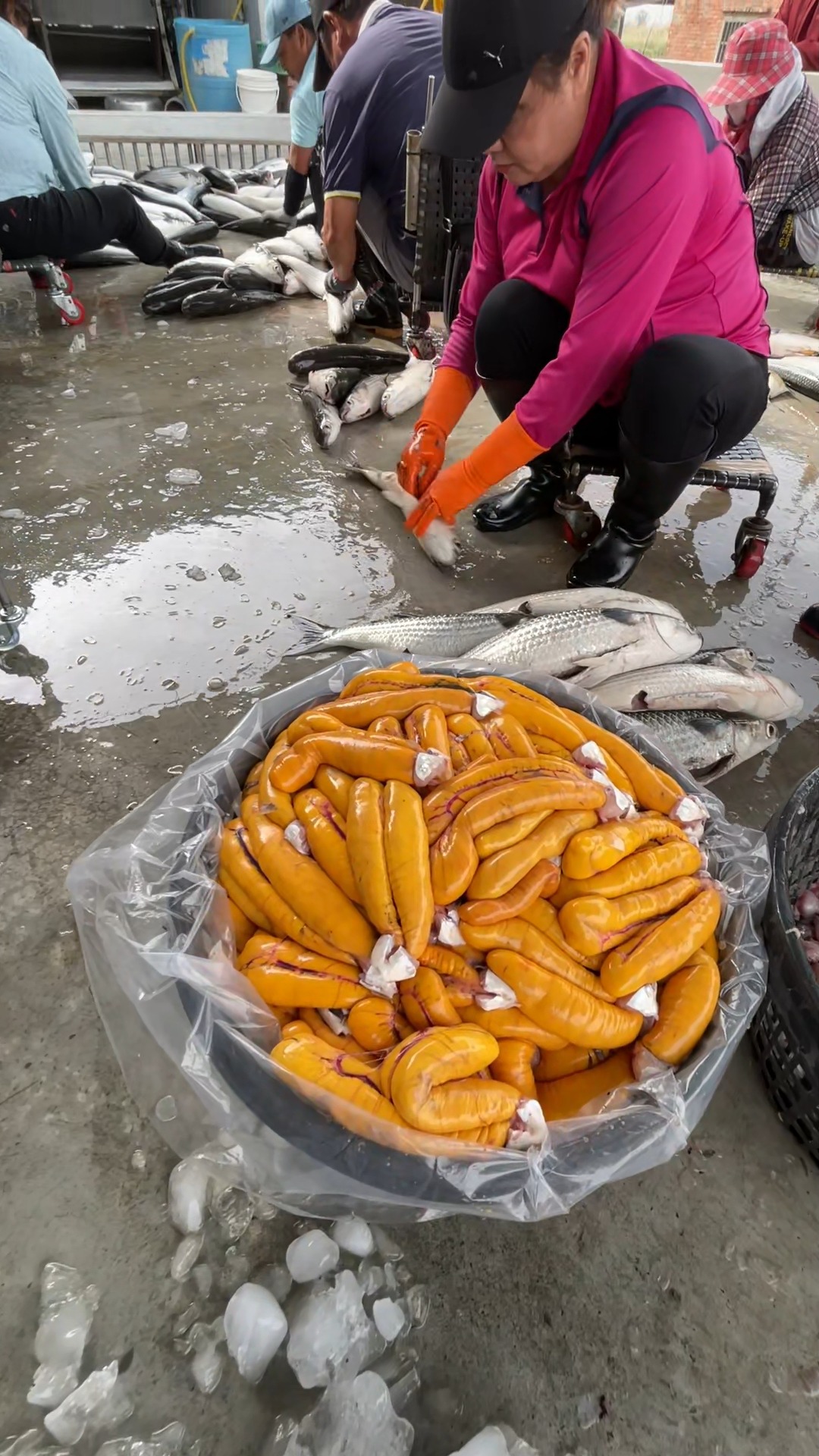What's That Yellow Stuff in Fish? Take a Guess! #luxurious