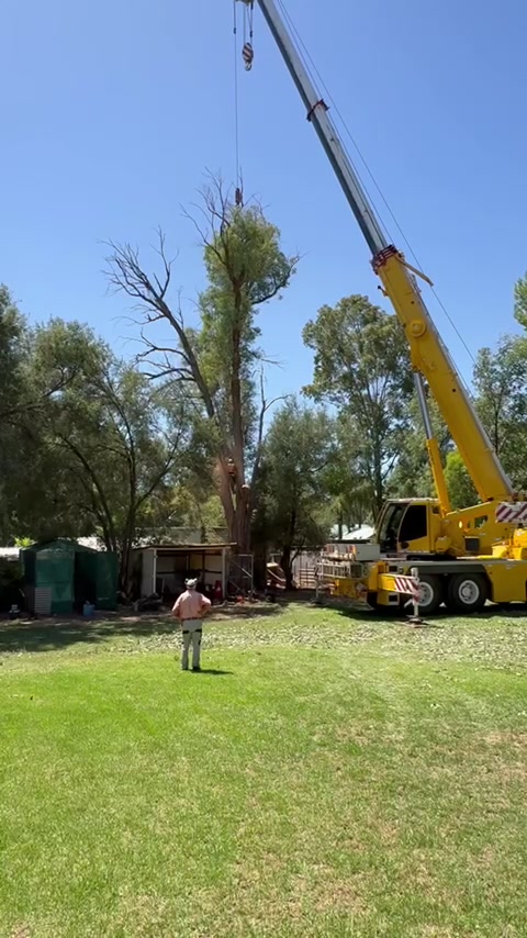 Ryans Tree Service Dubbo