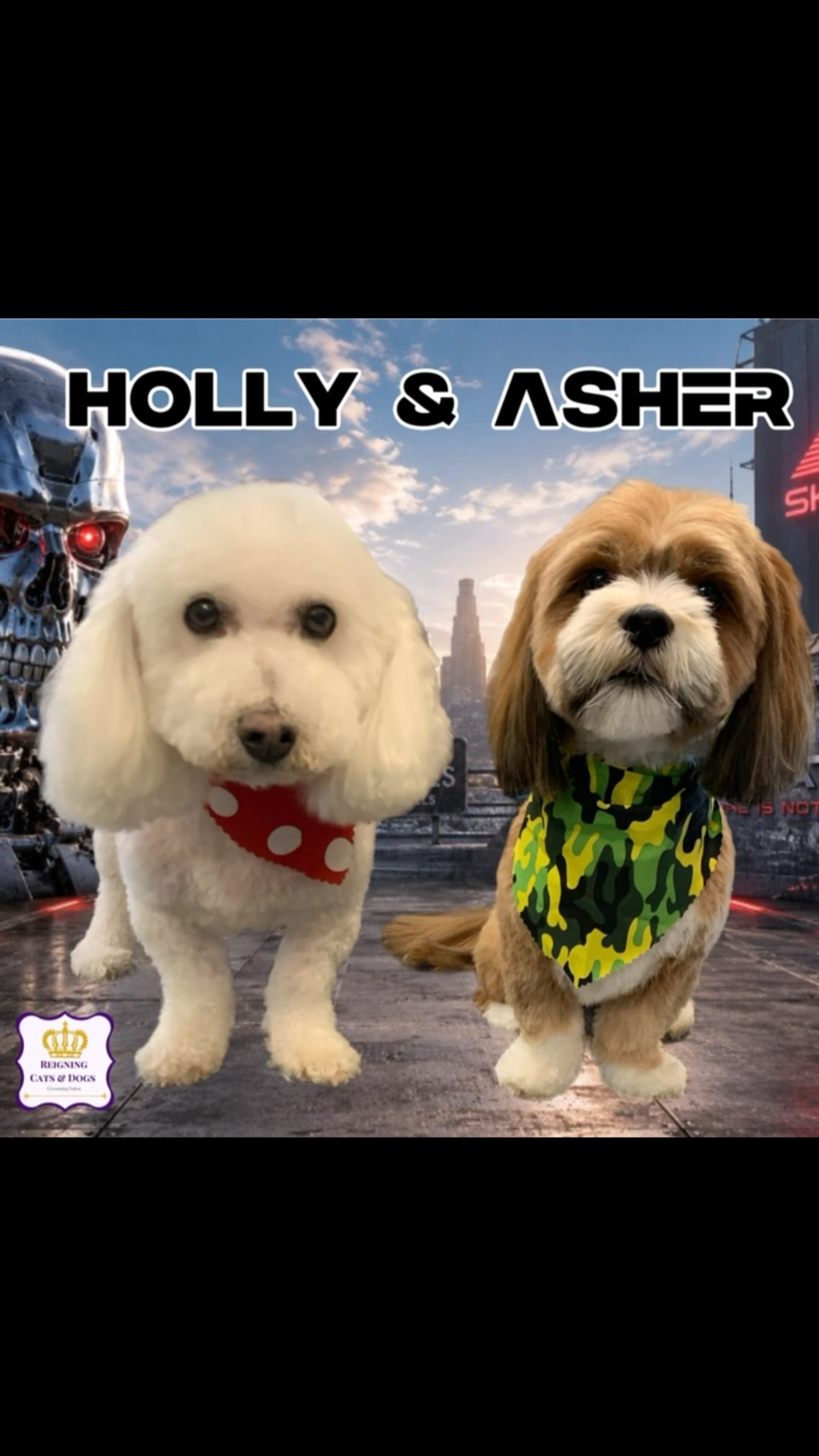 Reigning Cats & Dogs | Hillsdale NJ