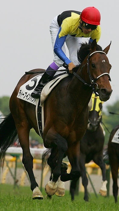 ディープインパクト DEEP IMPACT is 17 now and still looking magnificent