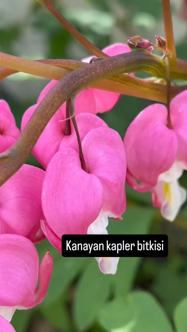 Kanayan kalpler bitkisi tohumu - Dicentra spectabilis Kalp