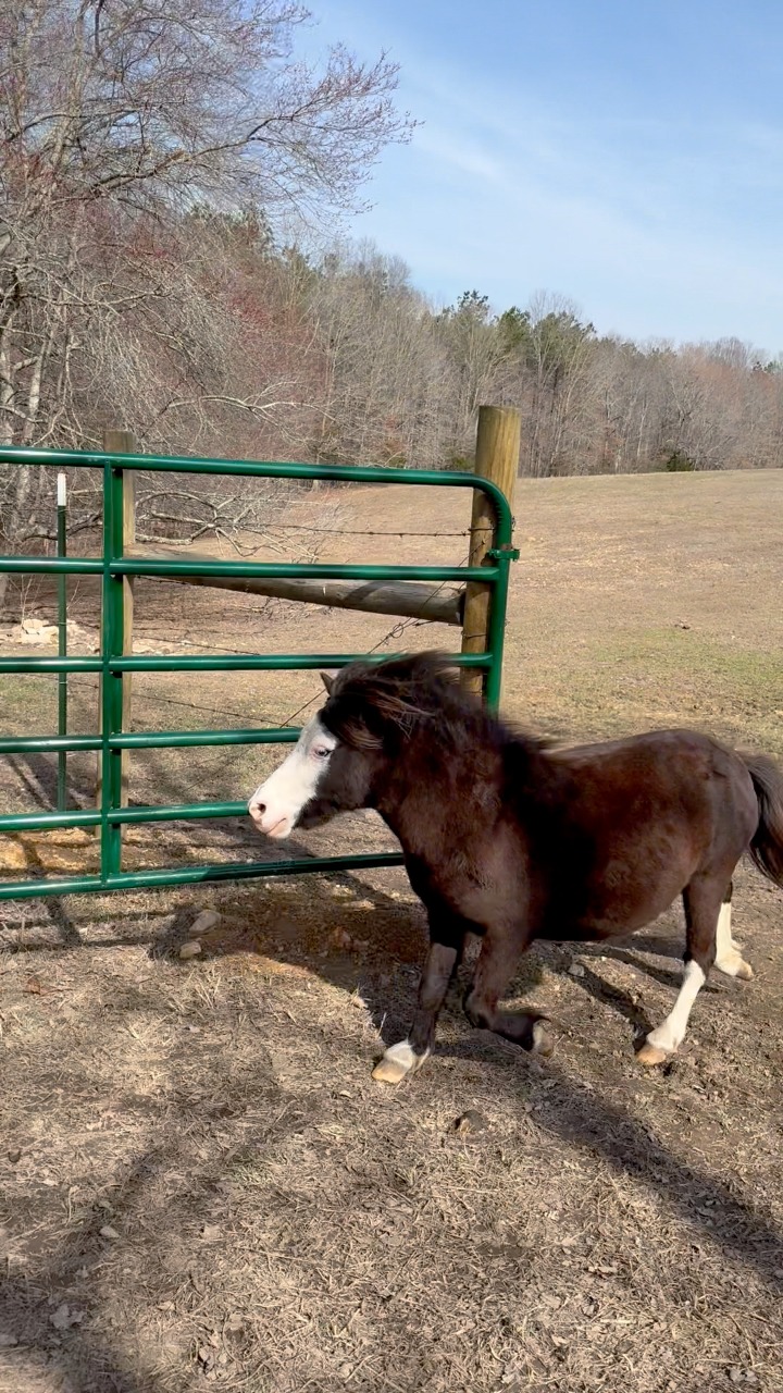 They love when we open the gate ️ | Clanton Ridge Farm | Facebook