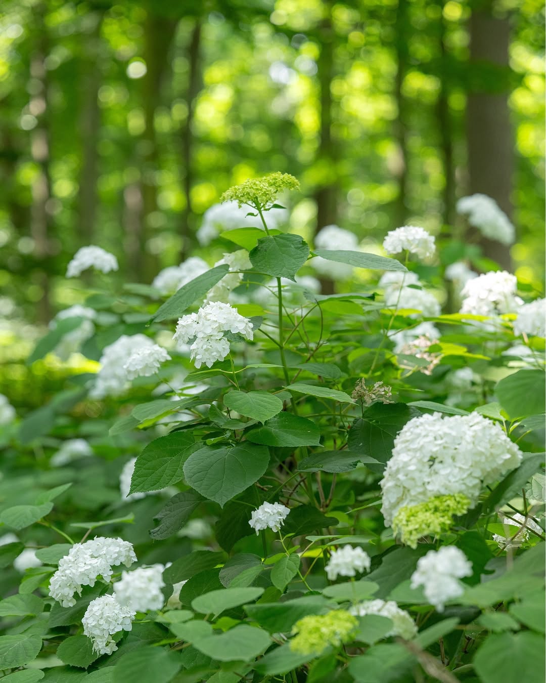 What's in bloom? We're glad you asked. Explore the early summer