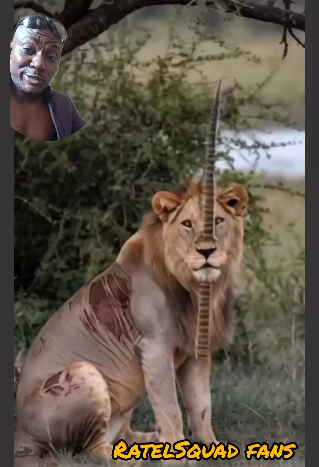 Lion entered 1 chance as his born broke on the head of this animal 🐈😸 ...