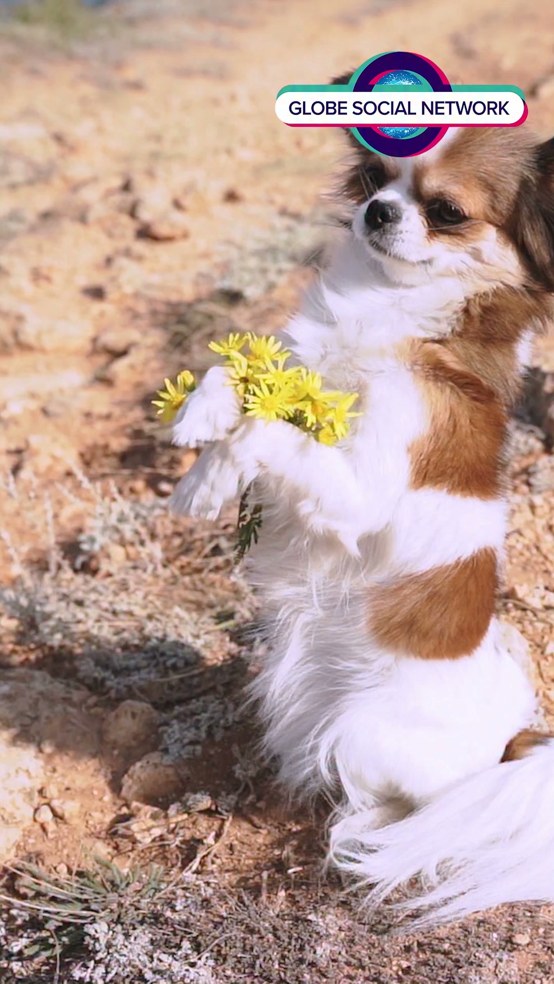 club-papillon様　8月 A cheerful Papillon bounds through outdoor adventures, basking in