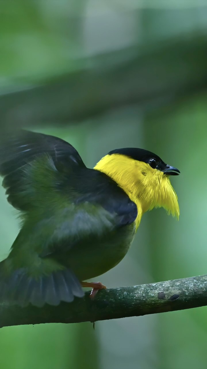 The Golden-collared Manakin is a stunning bird with a bright yellow ...