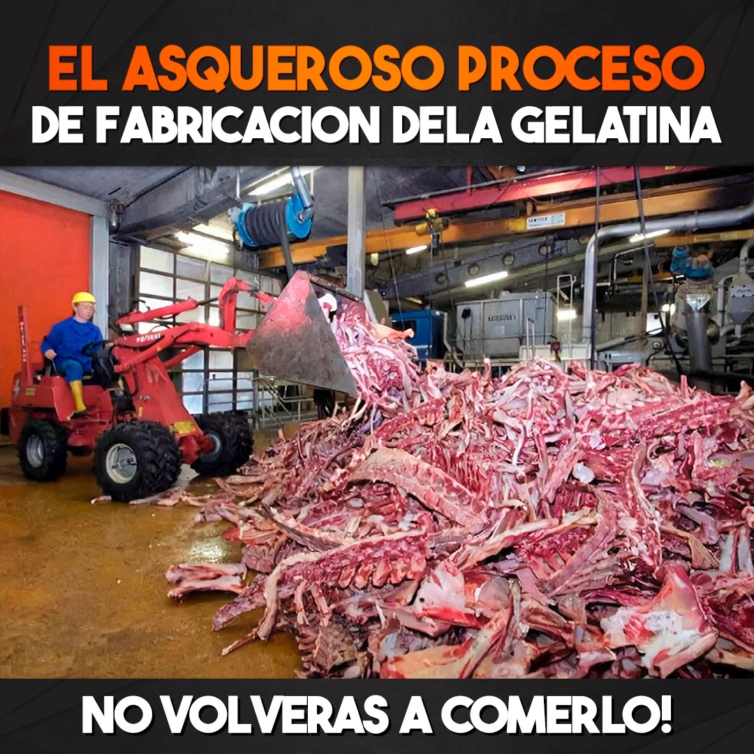 El Asqueroso Proceso de Fabricacion de la Gelatina No Volveras a ...