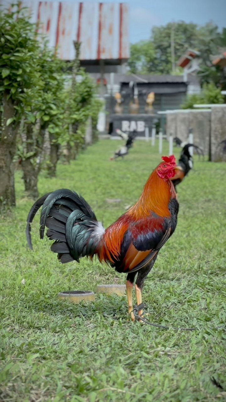 🔥🔥🔥 Rare Angon Bali Breeder | RA Bali Breeder