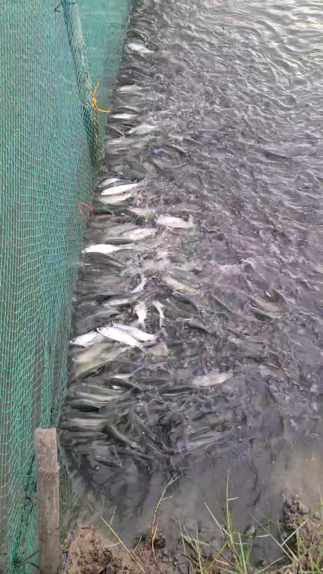 Mga ilang piraso kaya to? 🤔🤔 #tuesday #lifestyle #fishing #fish ...