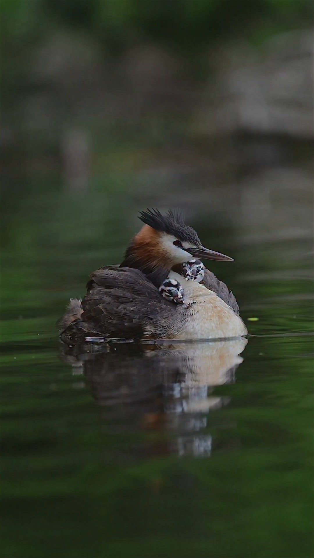 Two tiny passengers riding safely on their parent’s back 🐣💛 The ...
