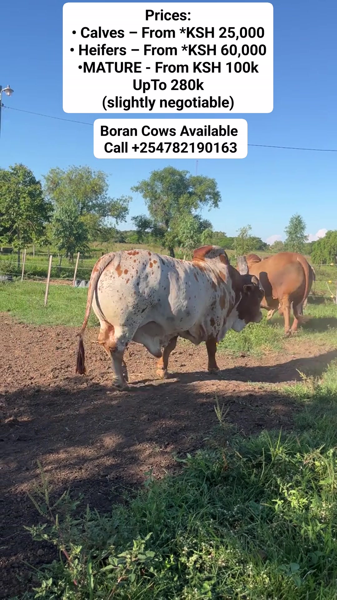 BULLS SAHIWAL, BORAN AND BRAHMAN CALVES HEIFERS & BULLS FOR SALE ...