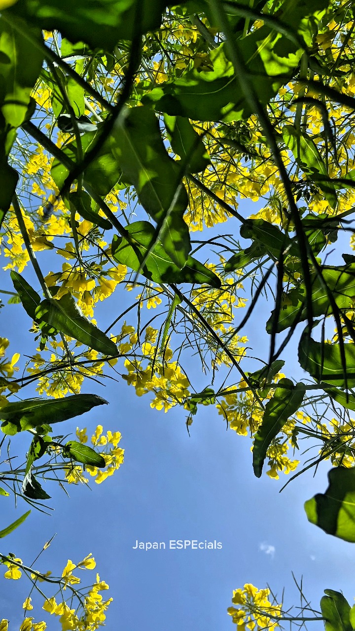 Nanohana(菜の花) | Japan ESPEcials