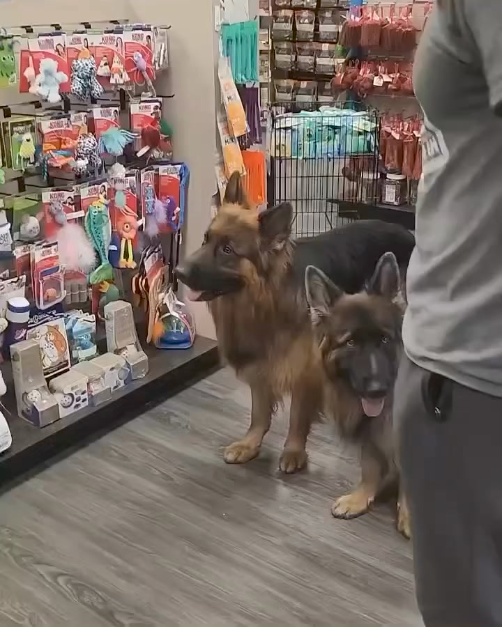 Dogs Wait for Permission to Take Treats . #gsd #germanshepherd # ...
