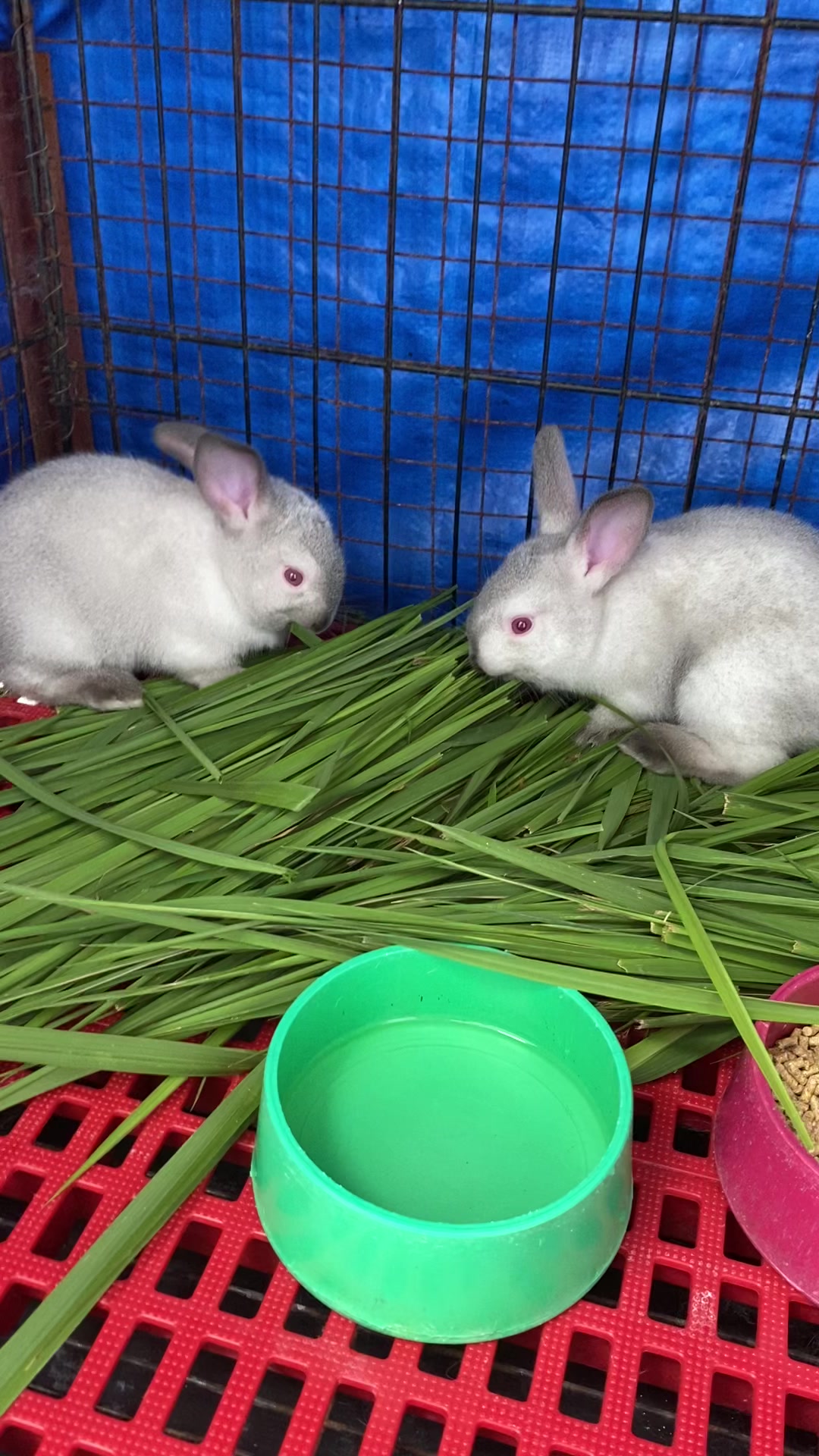 Macey Mini Farm - Californian Rabbit. Meryenda time na ang...