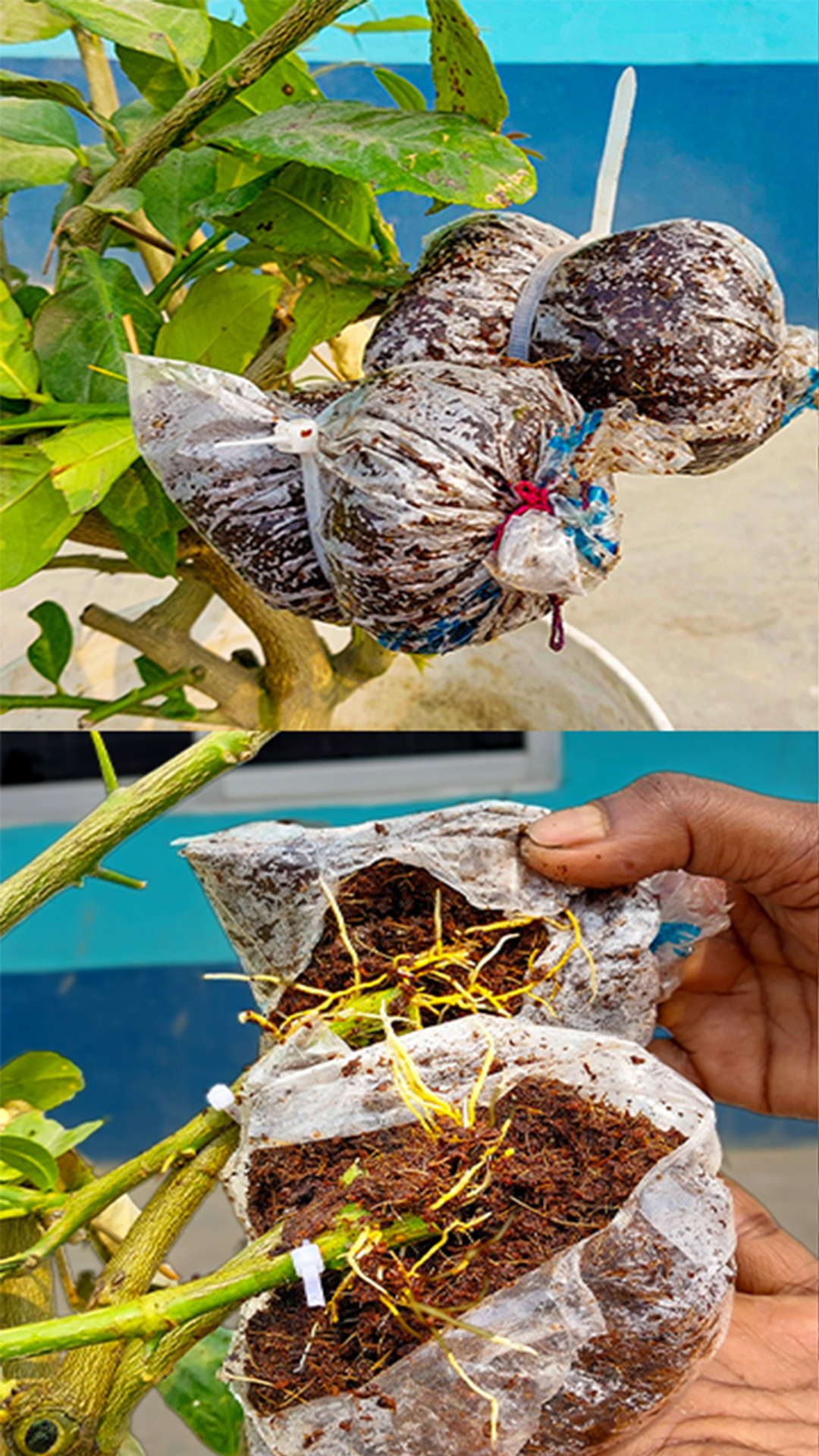 Air layering method for growing roots of lemon tree || How to grow ...