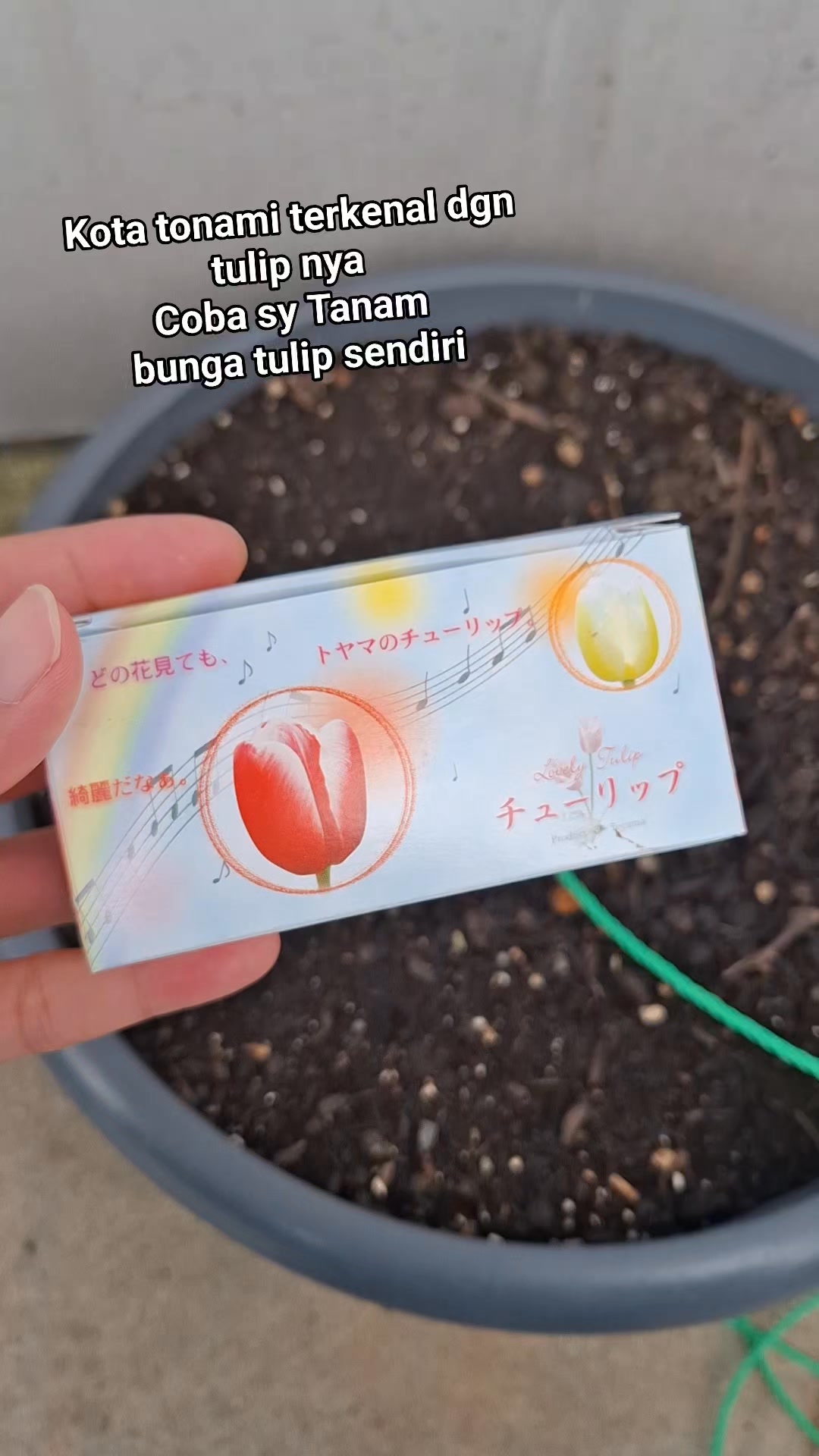 Tanam bunga tulip #bunga #tulip #tonami #japan | Syarif Ramdhan H ...