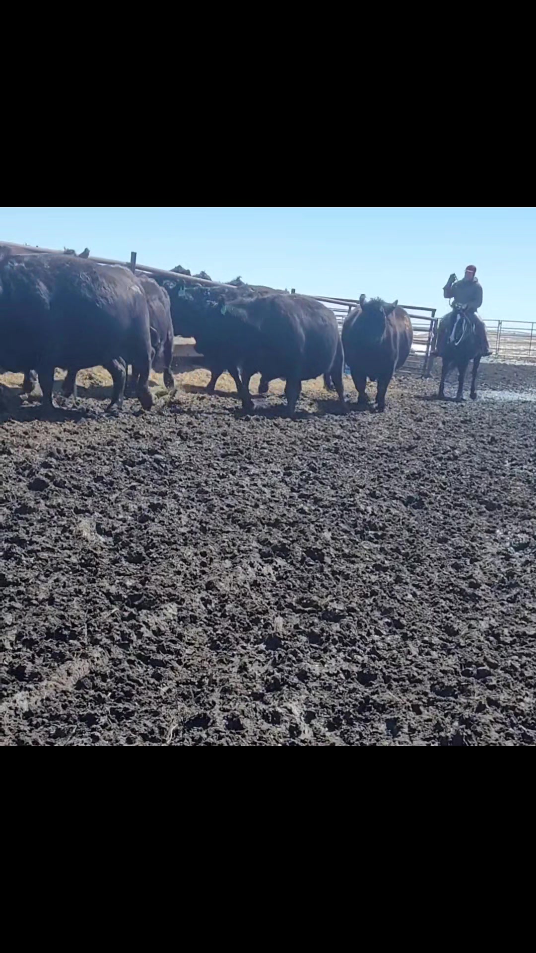 Eszlinger Ranch Black Angus and Quarter Horses