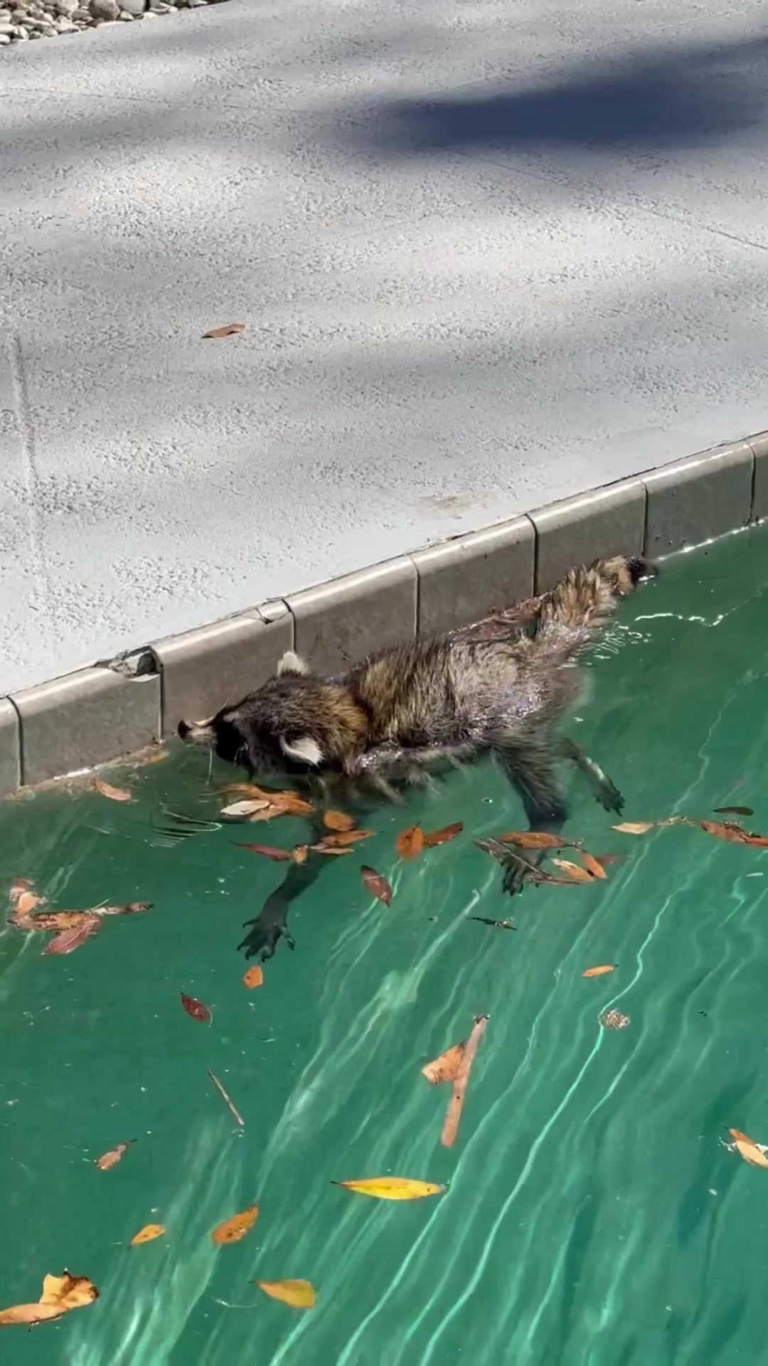 Hubby saved a starving raccoon today after crazy FL weather! It ended ...