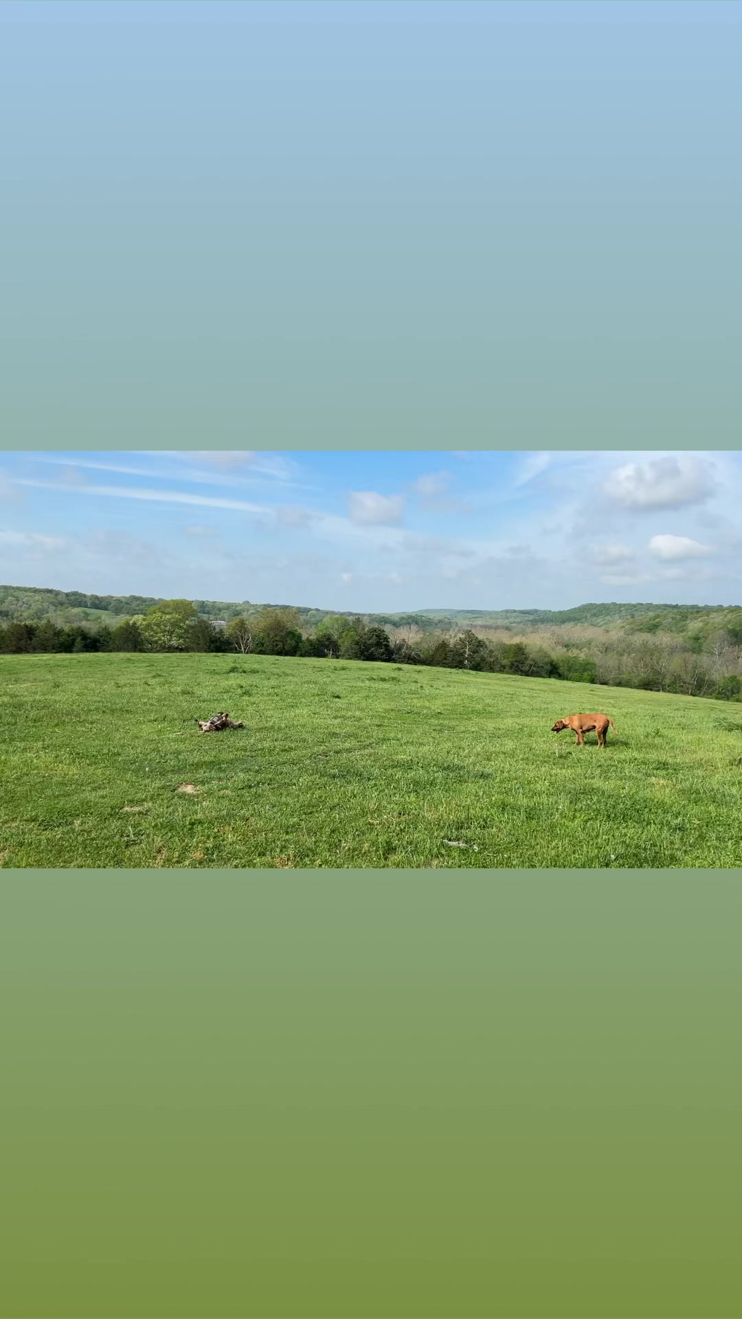 Black Powder Rhodesian Ridgebacks