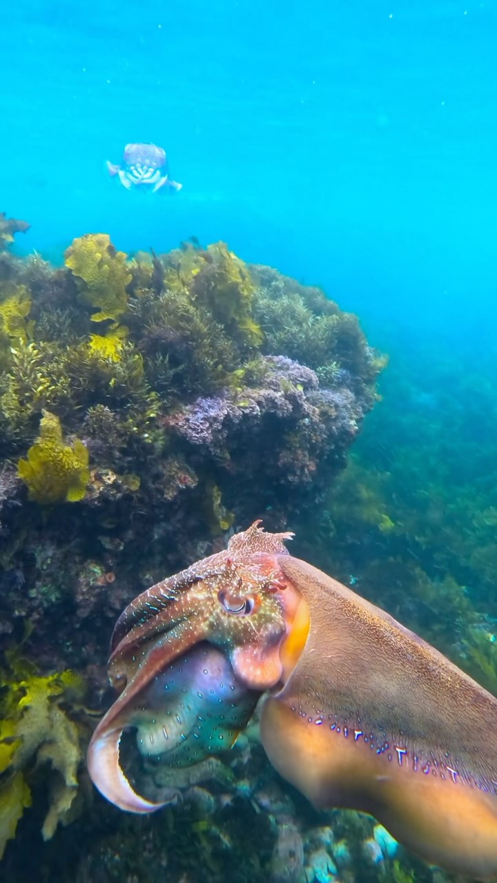 This male Australian giant cuttlefish tries to impress a female! By ...