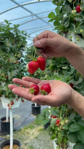 800+ Mixed Strawberry Seeds to Plant - Red Yellow Blue