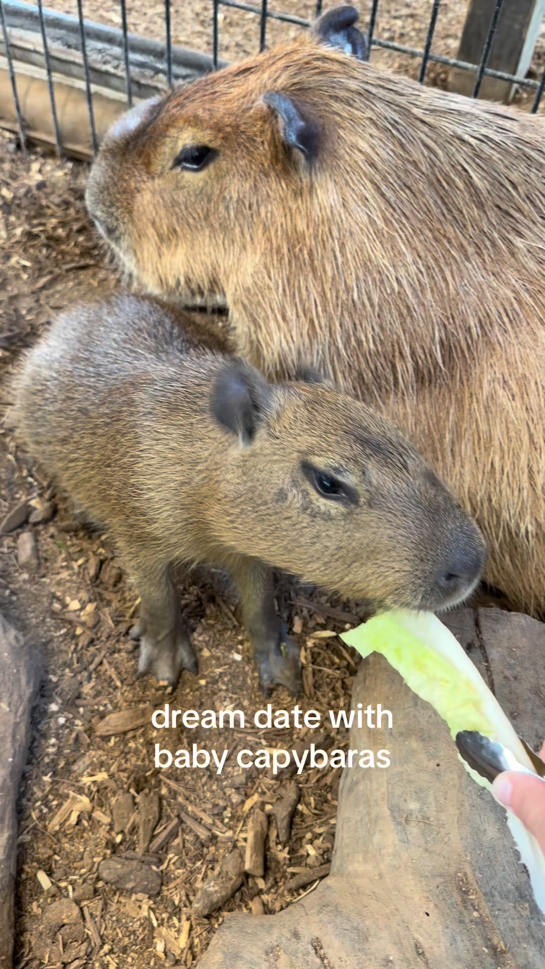 We're out here with the baby capybaras this morning as they show