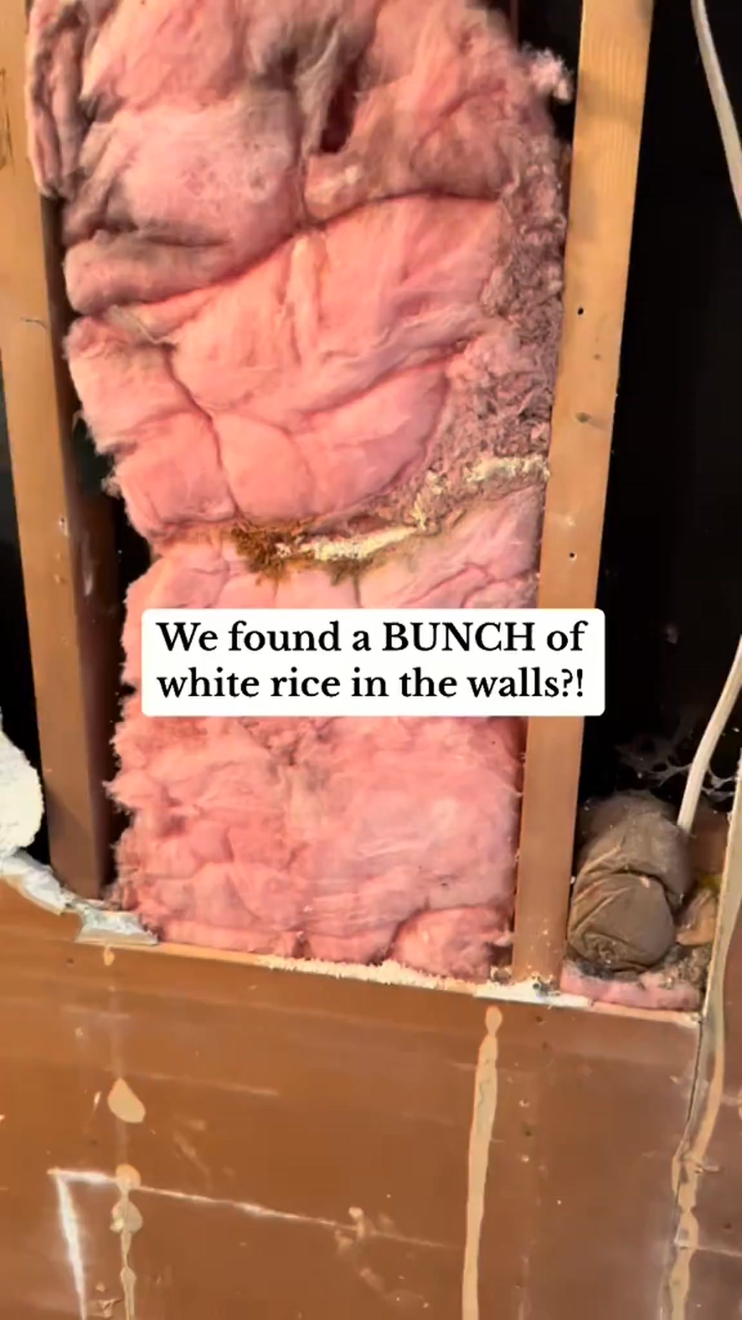 No signs of mice in the house at all and we opened up half of the walls ...