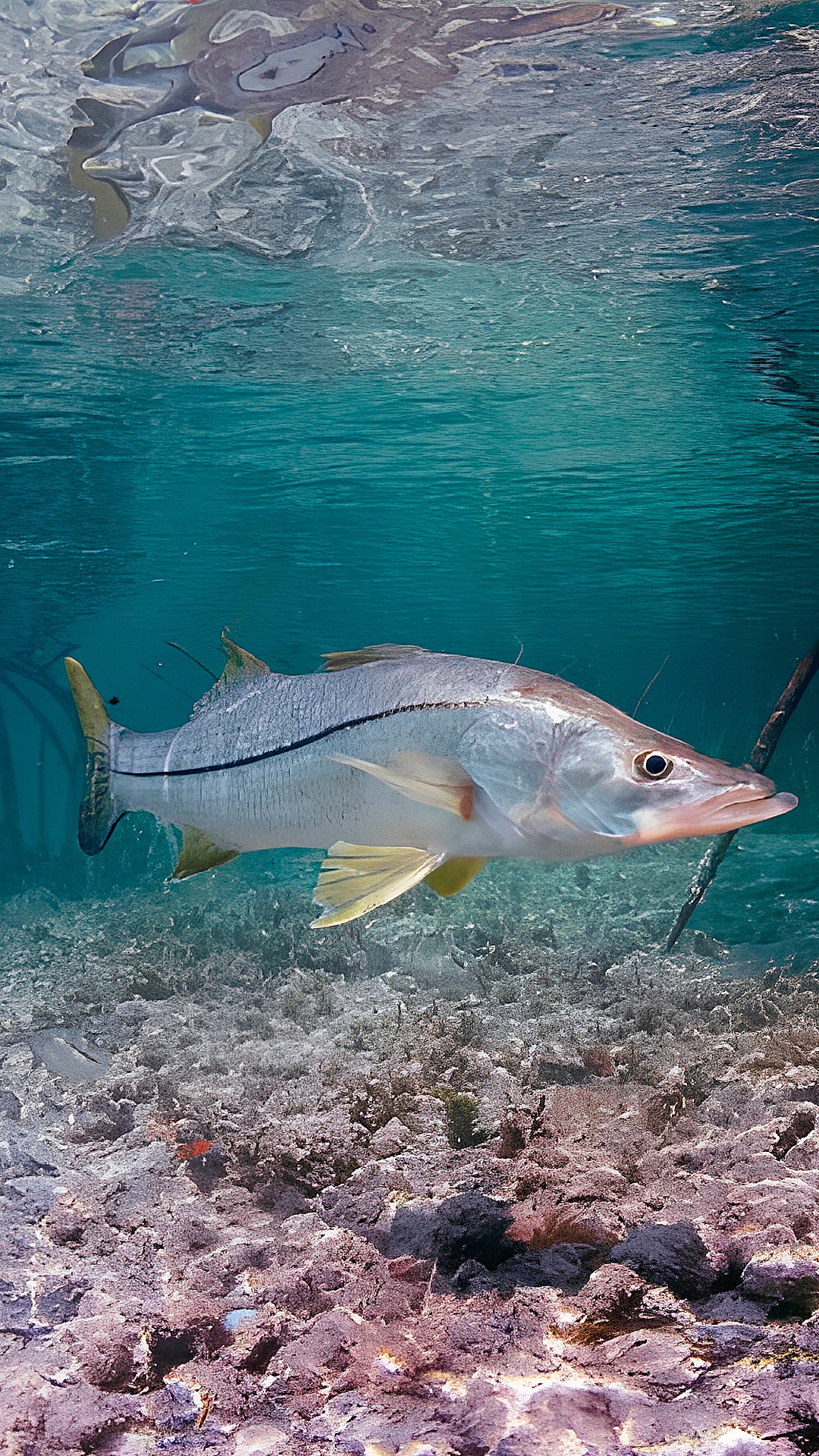 ¿Sabias que el róbalo crece aproximadamente un kilo por año?😮🐟 # ...
