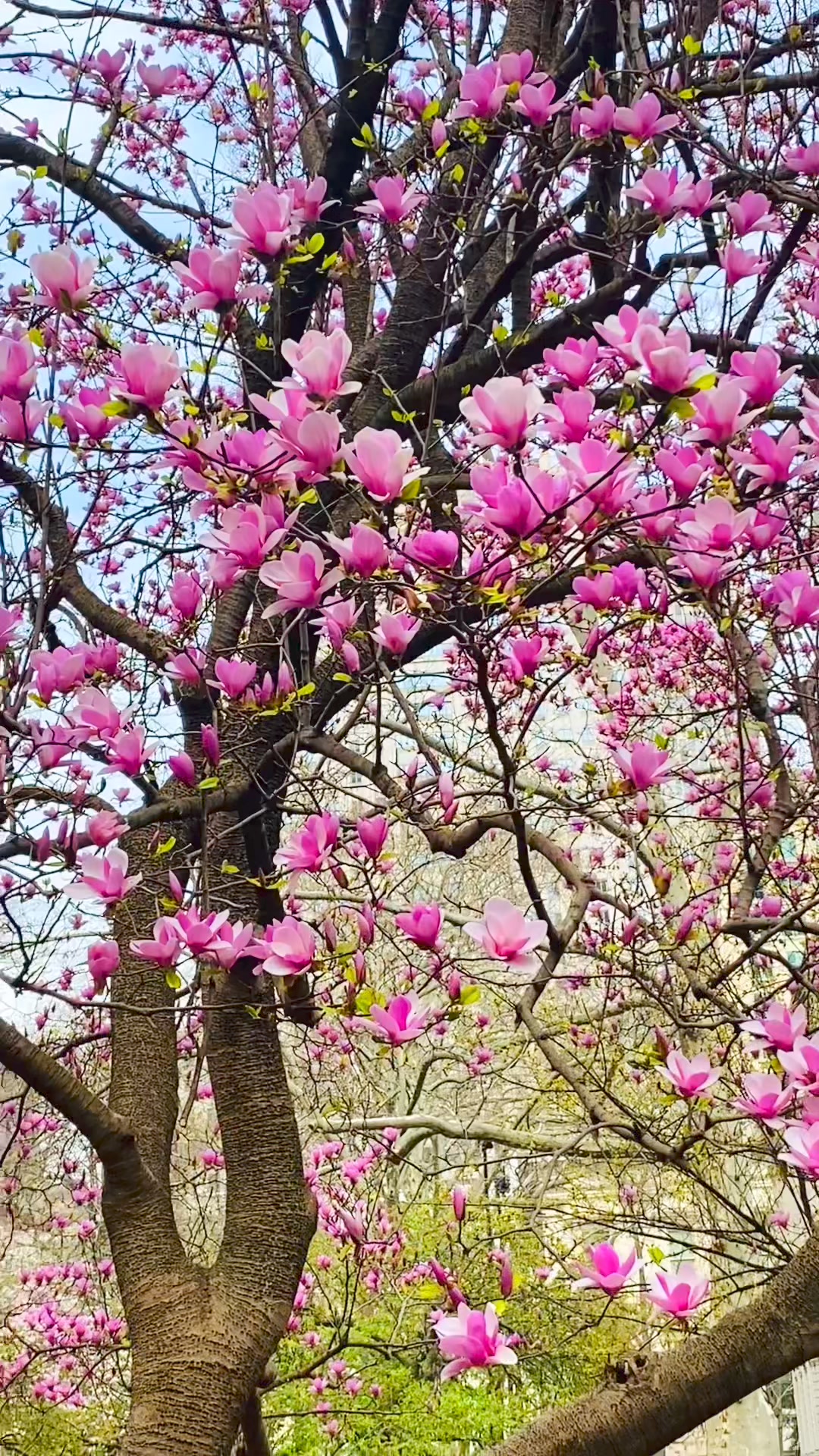 Took Mika & Leo to see the Magnolia trees blooming in Central Park