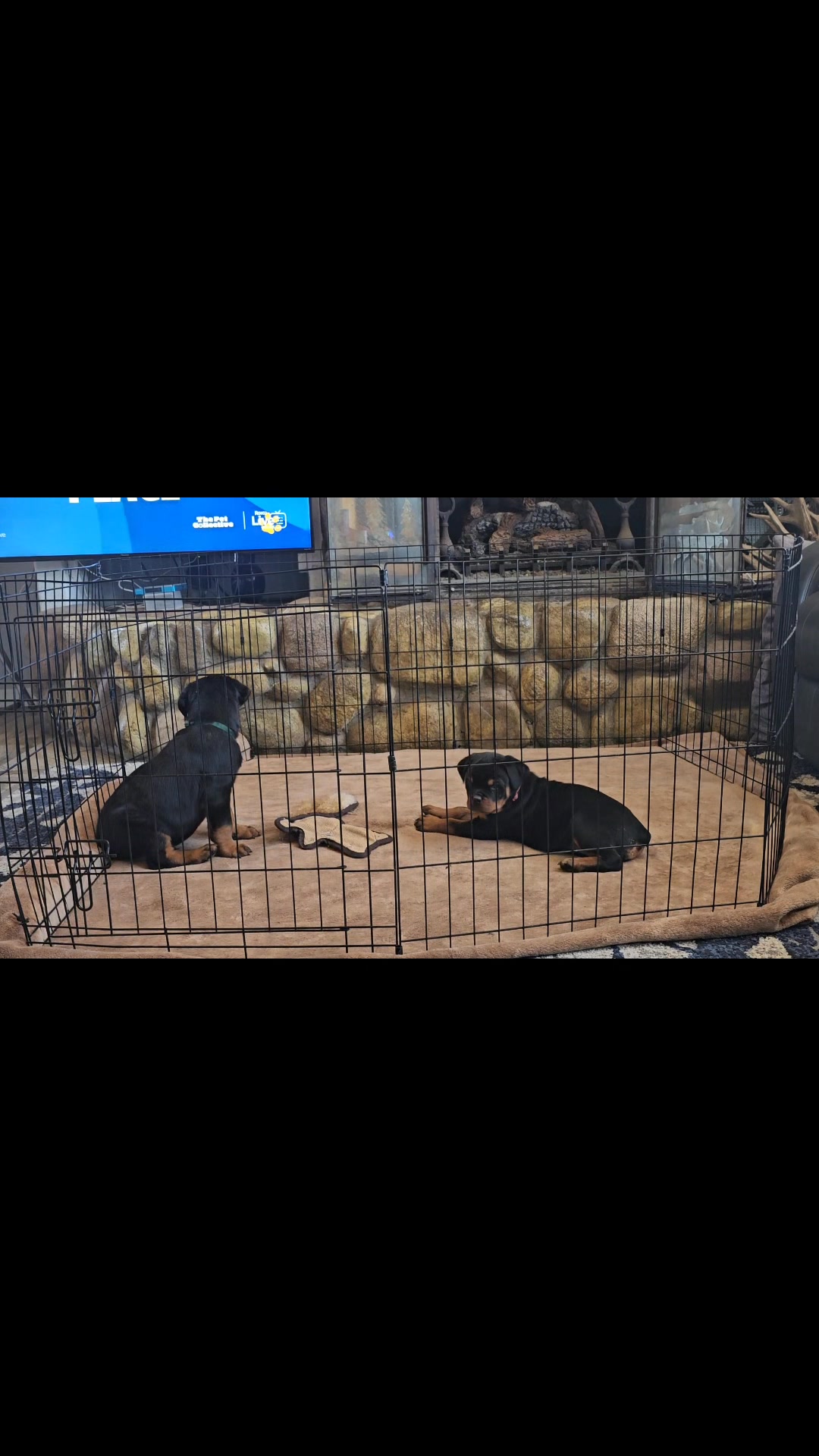 Alarik Rottweilers | Corvallis MT