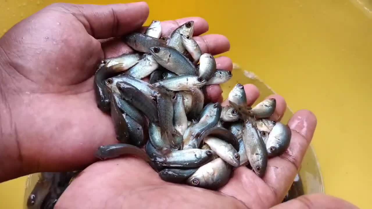 Fish Farm - Fish Market | Mymensingh