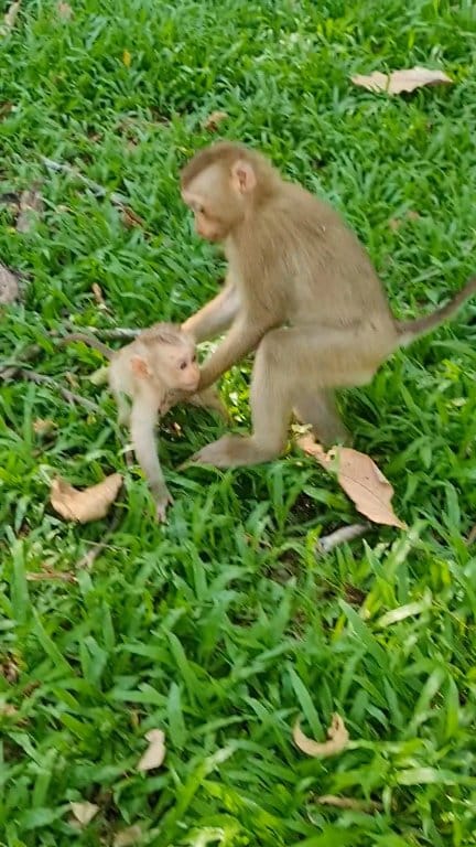 Good sister take care her brother #monkeys #cutemonkey #adorablemonkey ...