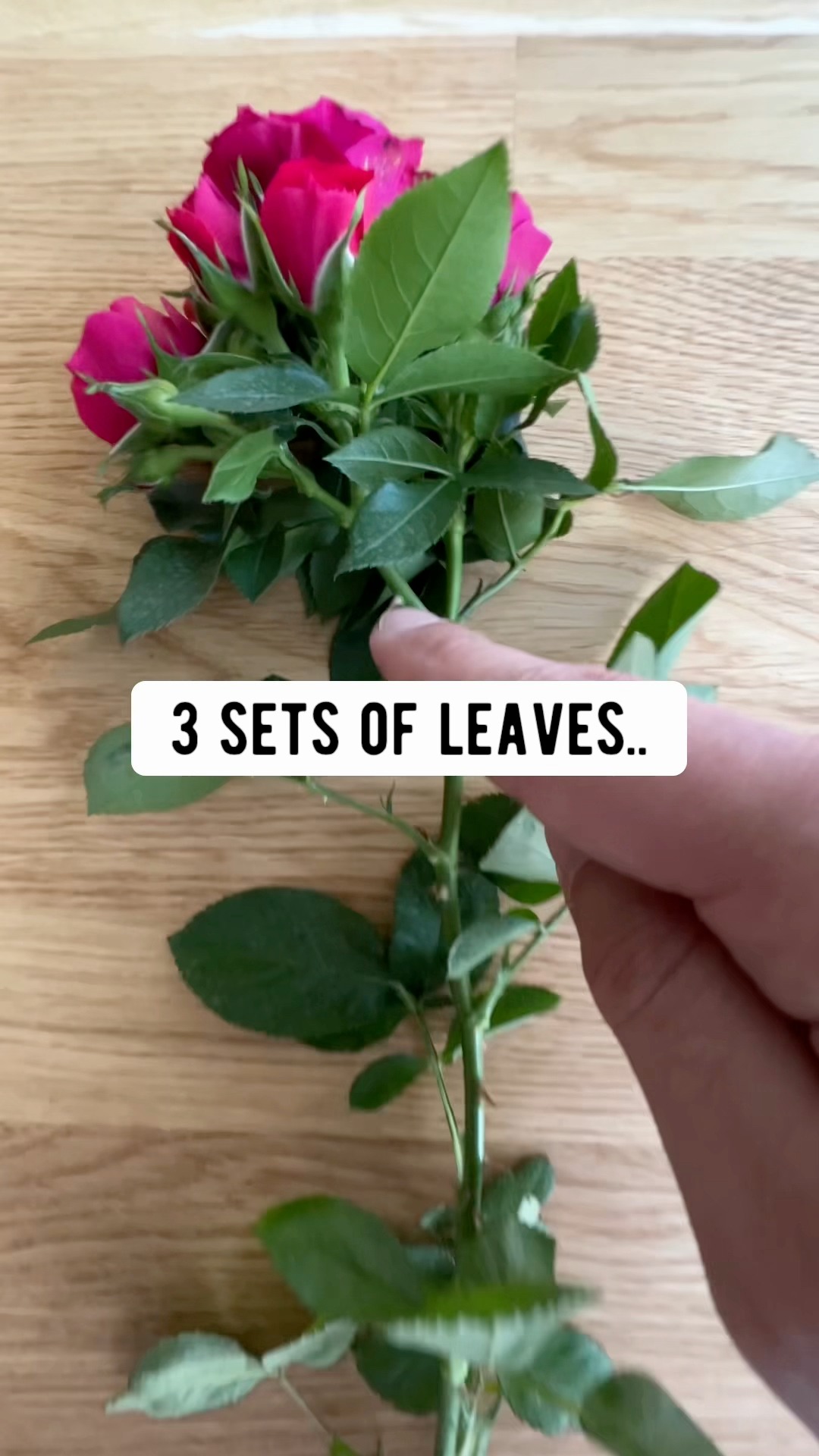 Clone a rose you got as a gift! 🥀🌹😲 . . . #rose #lifehacks # ...