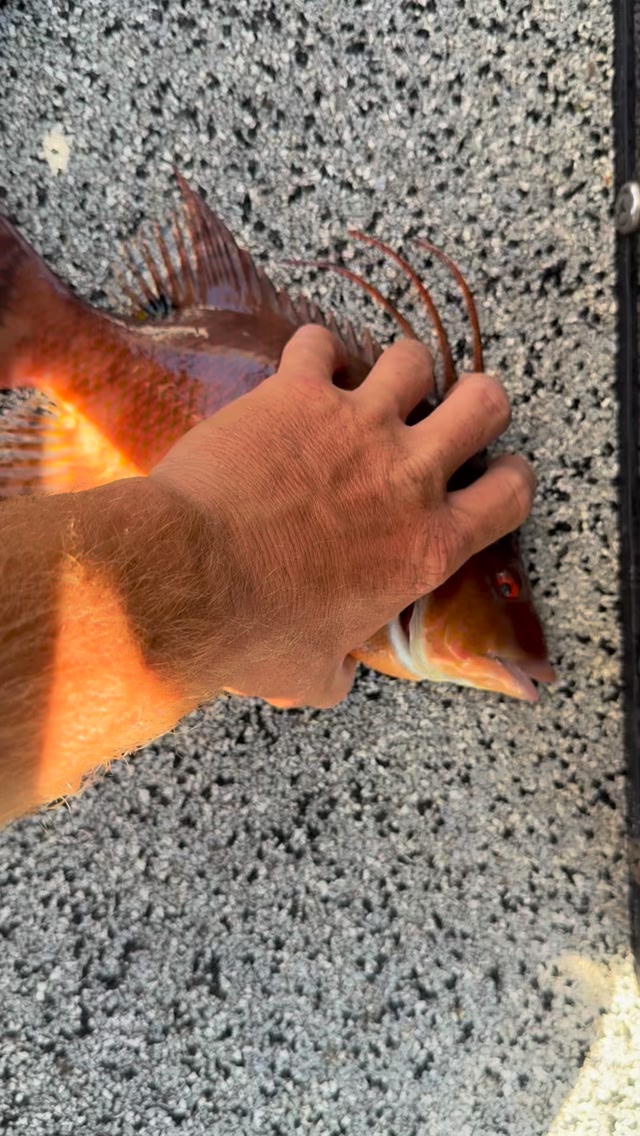 No one cares about a 12in hogfish but everyone cares about one sight ...