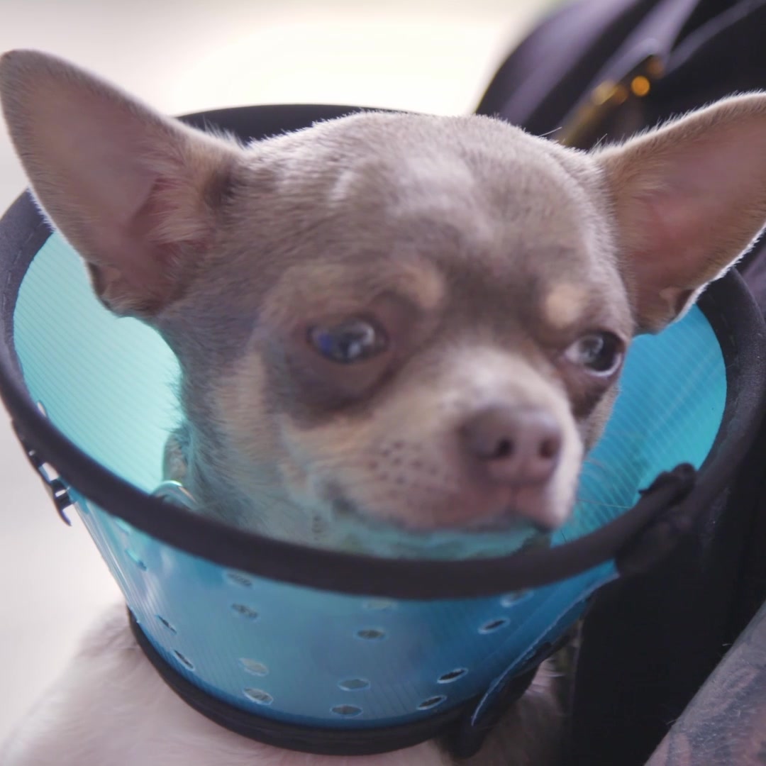 Dog was born with a genetic deformity 🐶 He undergoes a revolutionary cleft palate operation 🙏