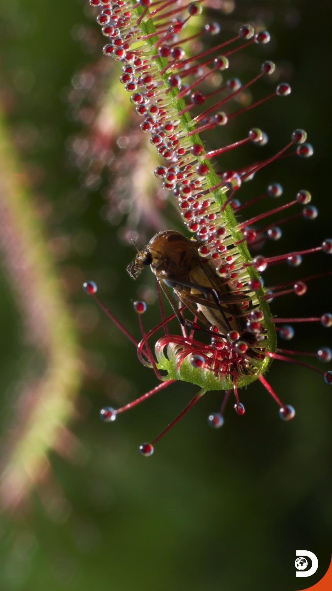 Sundews are nature’s sticky-fingered assassins! These carnivorous ...