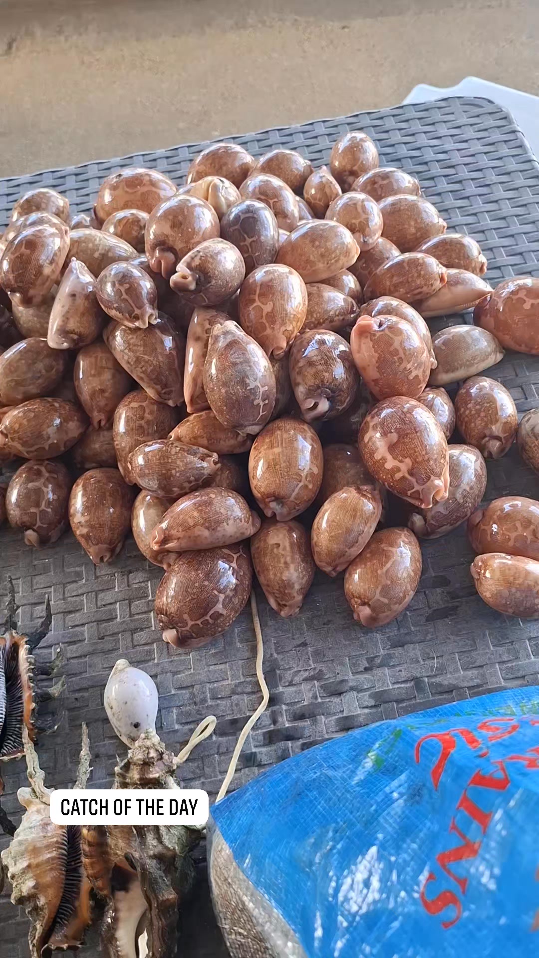 whole day Shell Show only here at SherSam Shells Trading # ...