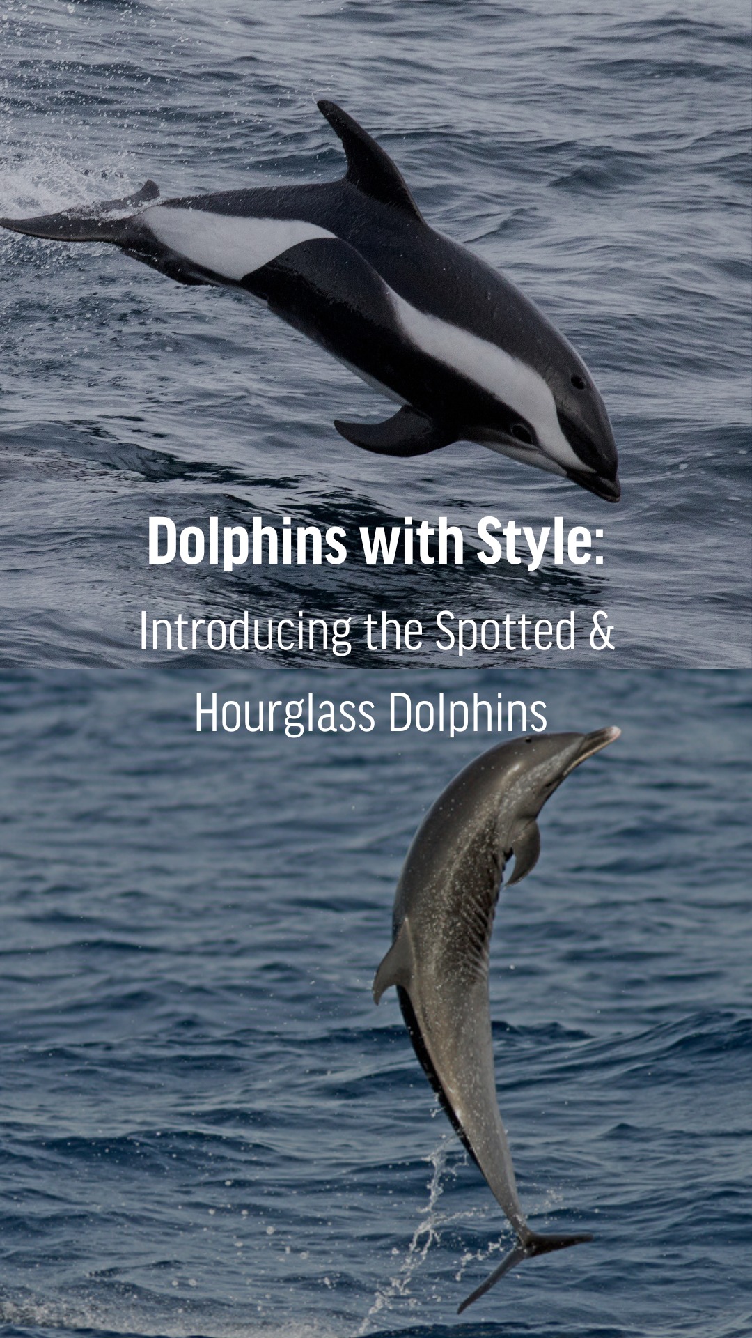 Oceana - 🐬 These dolphins have STYLE! This Dolphin... | Facebook